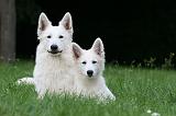 BERGER BLANC SUISSE - ADULTS ET PUPPIES 044